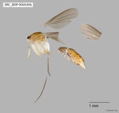 Mycetophilidae sp. "ZRCBDP0069306"