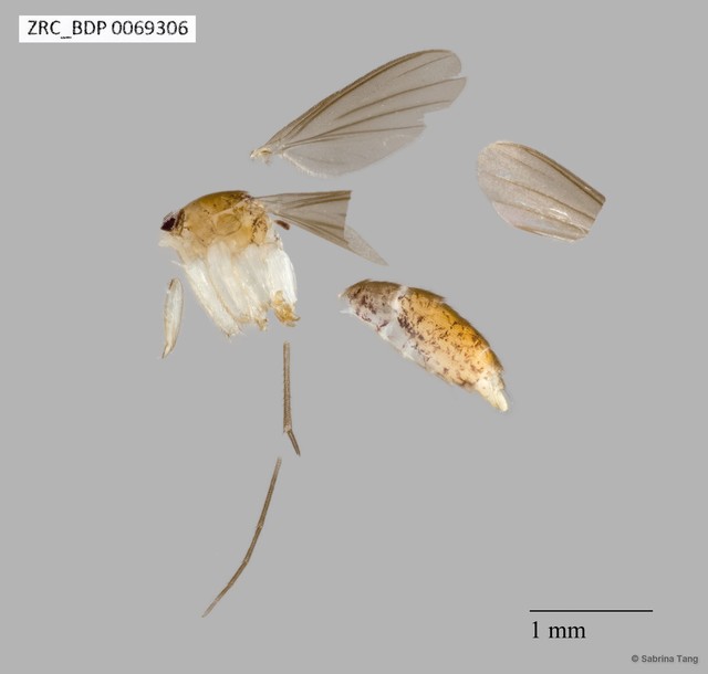Mycetophilidae sp. "ZRCBDP0069306"•&copy; Sabrina Tang•All Rights Reserved
