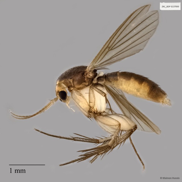 Mycetophilidae sp. "ZRCBDP0137093"•&copy; Maimon Hussin•All Rights Reserved