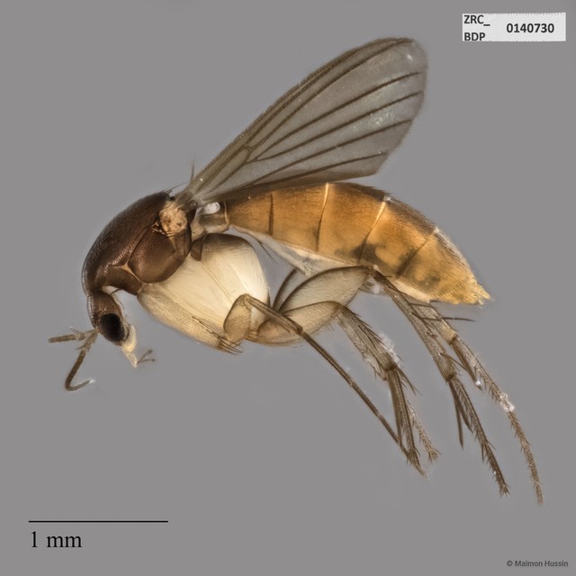Mycetophilidae sp. "ZRCBDP0140730"•&copy; Maimon Hussin•All Rights Reserved