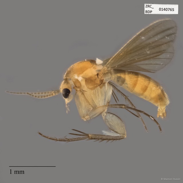 Mycetophilidae sp. "ZRCBDP0140765"•&copy; Maimon Hussin•All Rights Reserved