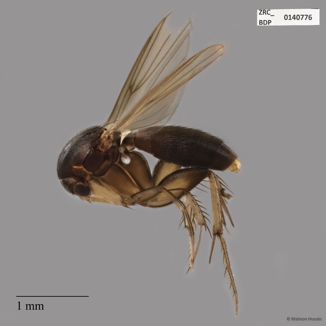 Mycetophilidae sp. "ZRCBDP0140776"•&copy; Maimon Hussin•All Rights Reserved