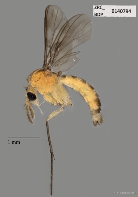 Mycetophilidae sp. "ZRCBDP0140794"•&copy; Maimon Hussin•All Rights Reserved