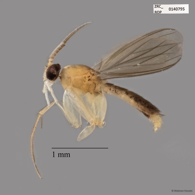 Mycetophilidae sp. "ZRCBDP0140795"•&copy; Maimon Hussin•All Rights Reserved
