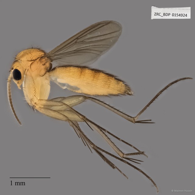Mycetophilidae sp. "ZRCBDP0154924"•&copy; Maimon Hussin•All Rights Reserved