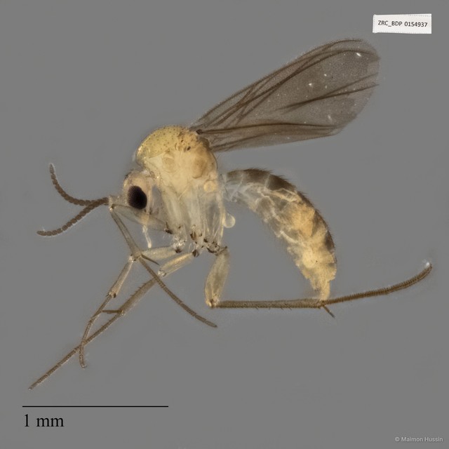 Mycetophilidae sp. "ZRCBDP0154937"•&copy; Maimon Hussin•All Rights Reserved