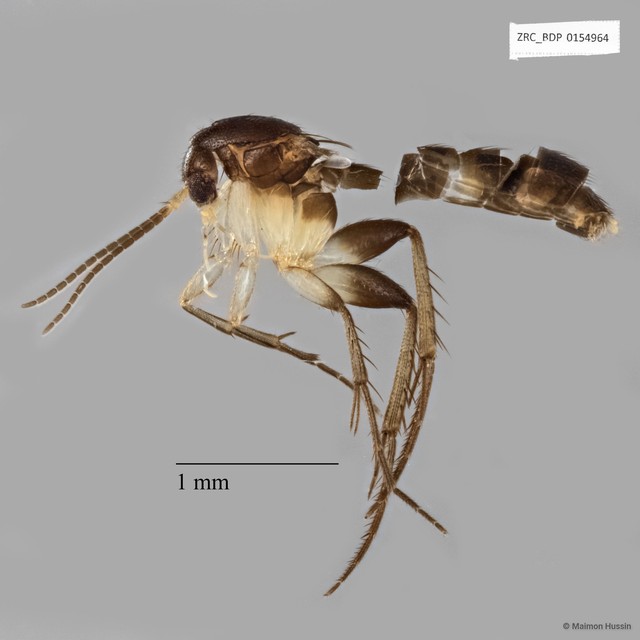 Mycetophilidae sp. "ZRCBDP0154964"•&copy; Maimon Hussin•All Rights Reserved