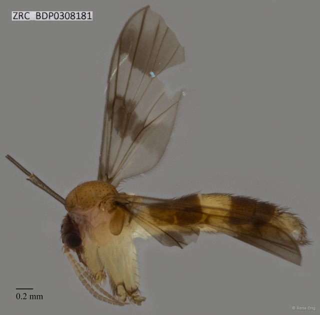 Mycetophilidae sp. "ZRCBDP0308181"•&copy; Rene Ong•All Rights Reserved