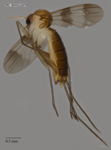 Mycetophilidae sp. "ZRCBDP0313979"•&copy; Rene Ong•All Rights Reserved