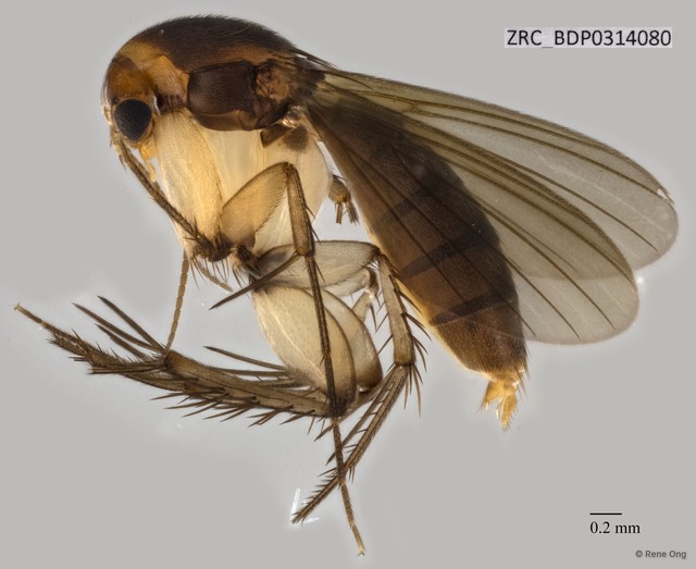 Mycetophilidae sp. "ZRCBDP0314080"•&copy; Rene Ong•All Rights Reserved