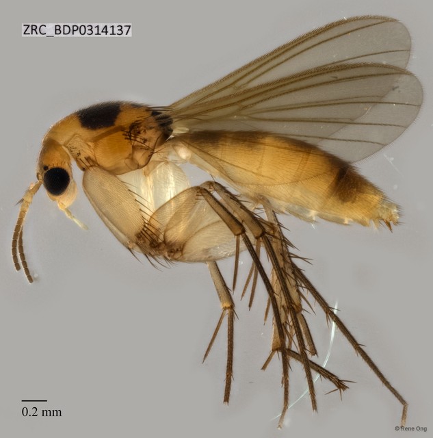 Mycetophilidae sp. "ZRCBDP0314137"•&copy; Rene Ong•All Rights Reserved