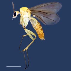 Azana•&copy; Ang Yuchen•All Rights Reserved