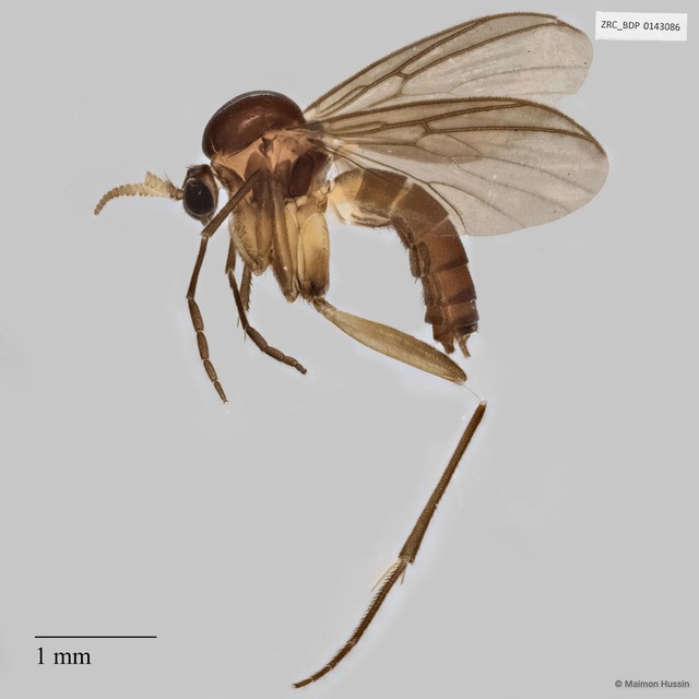 Chalastonepsia sp. "775cccaf"•&copy; Maimon Hussin•All Rights Reserved