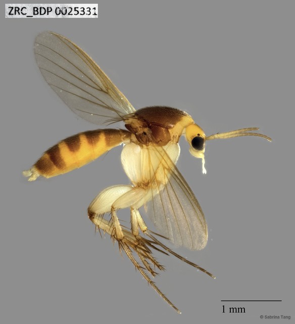 Epicypta sp. "378"•&copy; Sabrina Tang•All Rights Reserved