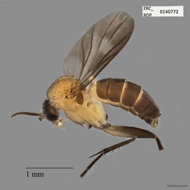 Epicypta sp. "cf. khatijunae"•&copy; Maimon Hussin•All Rights Reserved
