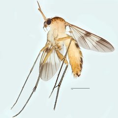 Hadroneura pullata•&copy; Ang Yuchen•All Rights Reserved