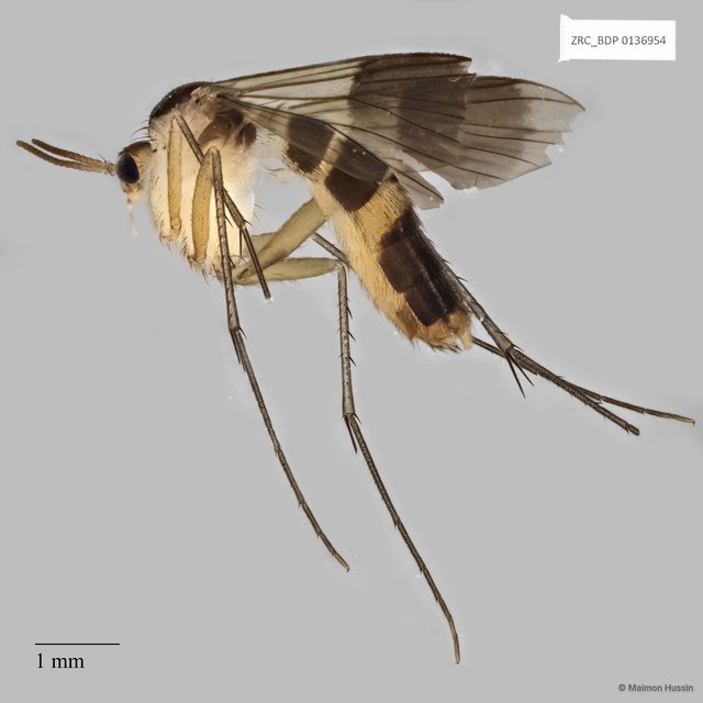 Neoempheria sp. "32"•&copy; Maimon Hussin•All Rights Reserved