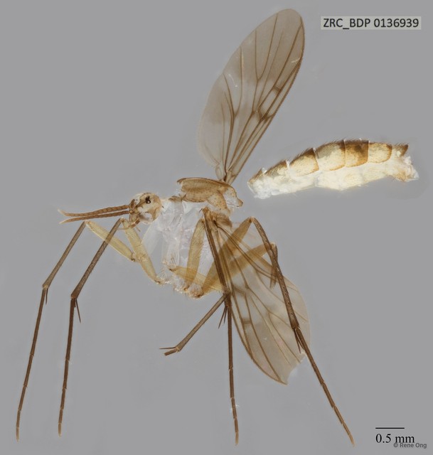 Neoempheria sp. "cf. mandai"•&copy; Rene Ong•All Rights Reserved