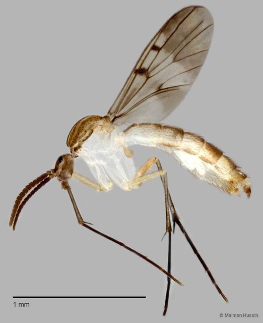 Neoempheria sp. "E"•&copy; Maimon Hussin•All Rights Reserved
