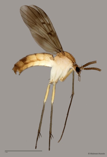Neoempheria sp. "F"•&copy; Maimon Hussin•All Rights Reserved