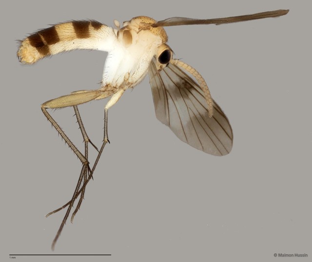 Neoempheria dizonalis•&copy; Maimon Hussin•All Rights Reserved