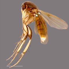 Platurocypta•&copy; Ang Yuchen•All Rights Reserved