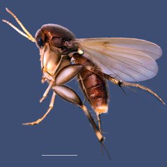 Platurocypta•&copy; Ang Yuchen•All Rights Reserved