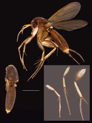 Platurocypta•&copy; Ang Yuchen•All Rights Reserved