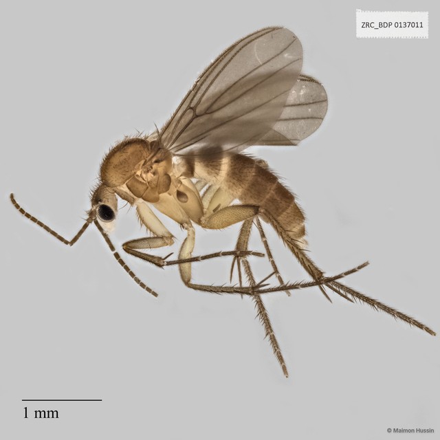 Platyprosthiogyne sp. "cf. snehalethaae"•&copy; Maimon Hussin•All Rights Reserved