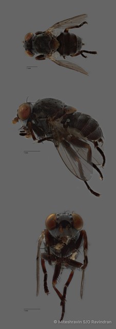 Odiniidae sp. "ZRCBDP0128141"•&copy; Miteshravin S/O Ravindran•All Rights Reserved