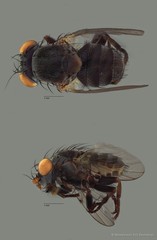 Odinia sp. "ZRCBDP0127761"•&copy; Miteshravin S/O Ravindran•All Rights Reserved