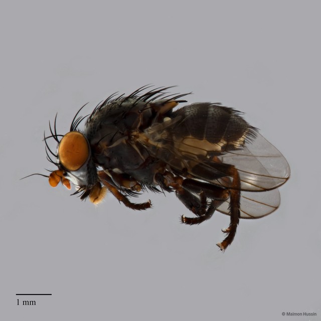 Odinia sp. "ZRCBDP0127761"•&copy; Maimon Hussin•All Rights Reserved