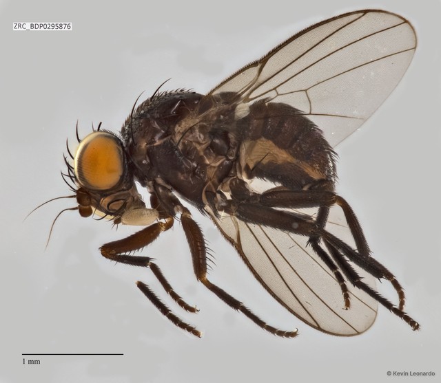 Odinia sp. "ZRCBDP0295876"•&copy; Kevin Leonardo•All Rights Reserved
