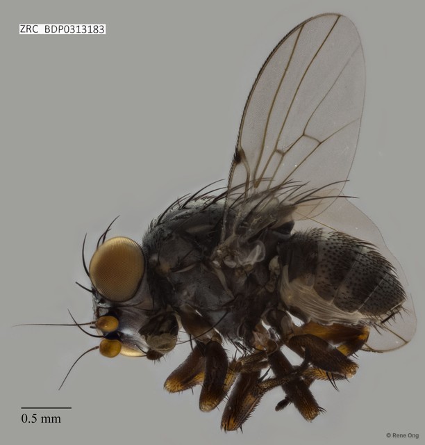 Odinia sp. "ZRCBDP0313183"•&copy; Rene Ong•All Rights Reserved
