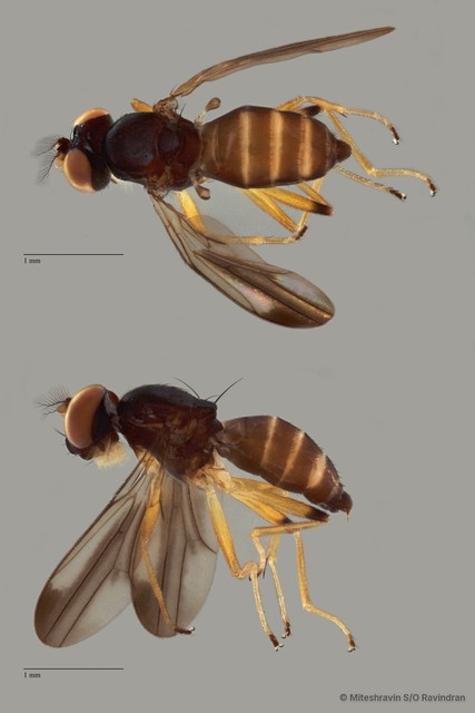 Periscelididae sp. "ZRCBDP0105468"•&copy; Miteshravin S/O Ravindran•All Rights Reserved