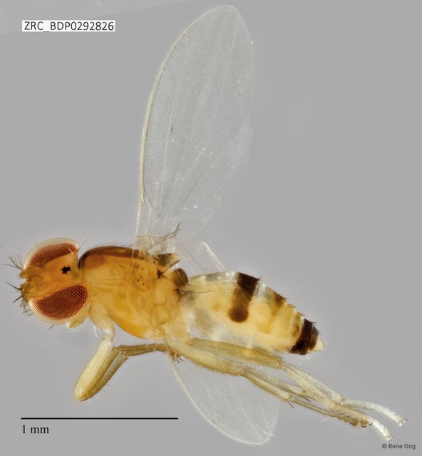 Stenomicrinae sp. "ZRCBDP0292826"•&copy; Rene Ong•All Rights Reserved