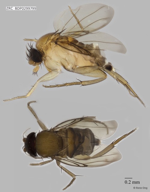 Phoridae sp. "8626"•&copy; Rene Ong•All Rights Reserved