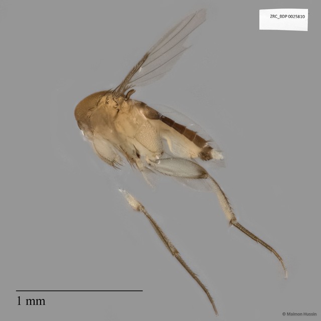 Phoridae sp. "ISC0006709"•&copy; Maimon Hussin•All Rights Reserved