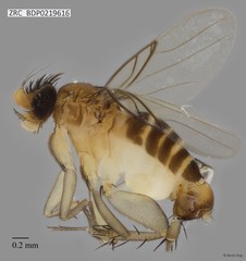 Phoridae sp. "ZRCBDP0000056"•&copy; Rene Ong•All Rights Reserved