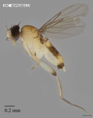 Phoridae sp. "ZRCBDP0000062"•&copy; Rene Ong•All Rights Reserved