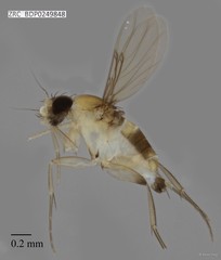 Phoridae sp. "ZRCBDP0000062"•&copy; Rene Ong•All Rights Reserved