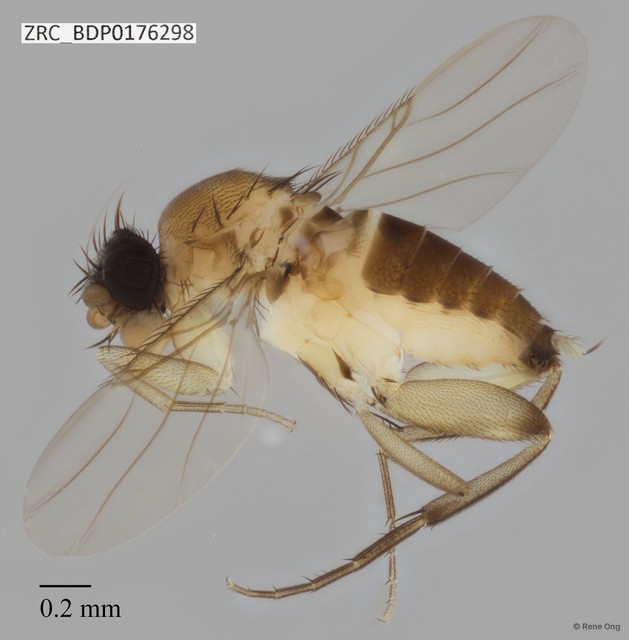 Phoridae sp. "ZRCBDP0000066"•&copy; Rene Ong•All Rights Reserved