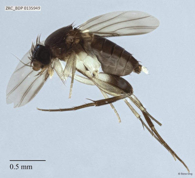 Phoridae sp. "ZRCBDP0000085"•&copy; Rene Ong•All Rights Reserved
