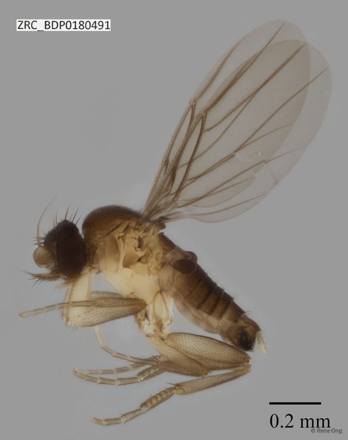 Phoridae sp. "ZRCBDP0000087"•&copy; Rene Ong•All Rights Reserved