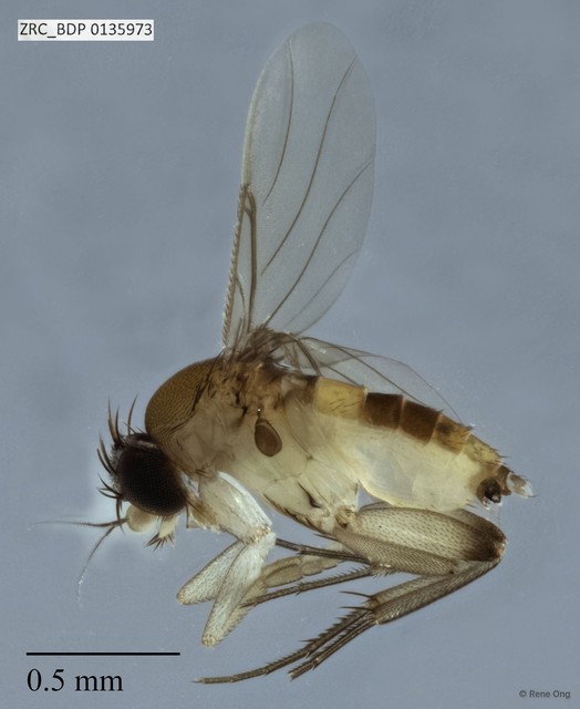 Phoridae sp. "ZRCBDP0000102"•&copy; Rene Ong•All Rights Reserved