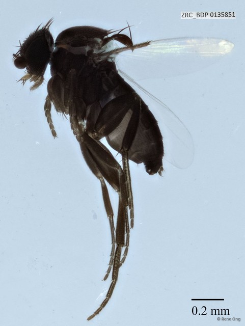 Phoridae sp. "ZRCBDP0000106"•&copy; Rene Ong•All Rights Reserved