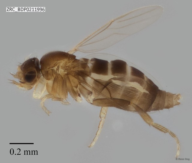 Phoridae sp. "ZRCBDP0000212"•&copy; Rene Ong•All Rights Reserved