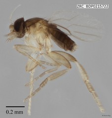 Phoridae sp. "ZRCBDP0000212"•&copy; Rene Ong•All Rights Reserved