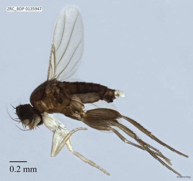 Phoridae sp. "ZRCBDP0000238"•&copy; Rene Ong•All Rights Reserved