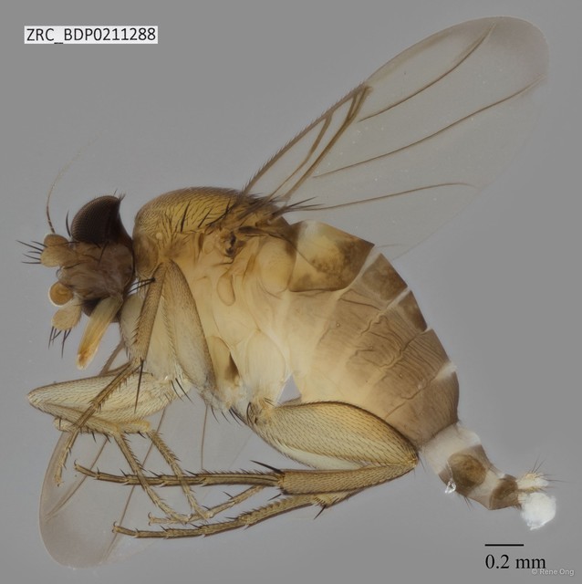 Phoridae sp. "ZRCBDP0000267"•&copy; Rene Ong•All Rights Reserved